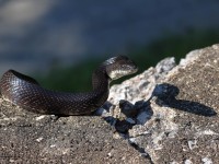 A10A0119Black_Rat_Snake