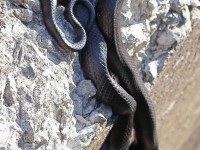 A10A0122Black_Rat_Snake