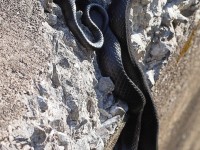 A10A0125Black_Rat_Snake