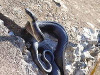 A10A0125Black_Rat_Snake_Crop