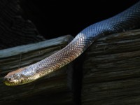 A10A0133Black_Rat_Snake