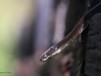 A10A0140Black_Rat_Snake