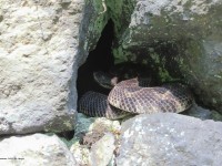 A10A0162Timber_Rattlesnake