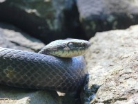 A10A0188Black_Rat_Snake