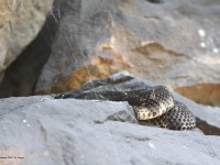 A10A0198Timber Rattlesnake