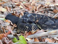 A10A0233Timber_Rattlesnake