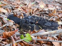 A10A0239Timber_Rattlesnake