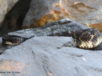 A10A0245Timber_Rattlesnake