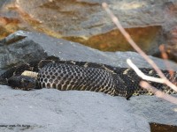 A10A0255Timber_Rattlesnake