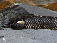 A10A0268Timber_Rattlesnake