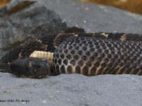 A10A0273Timber_Rattlesnake