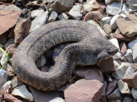 A10A0297Eastern_Hognose