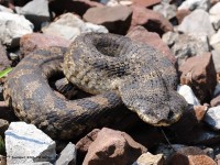 A10A0310Eastern_Hognose