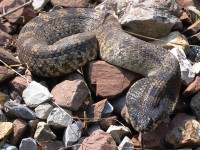 A10A0330Eastern_Hognose