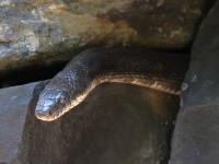 A10A0332Black_Rat_Snake