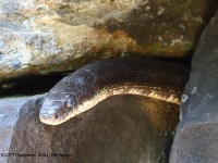 A10A0339Black_Rat_Snake