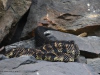 A10A0450Timber_Rattlesnake