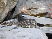 A10A0451Timber_Rattlesnakes