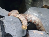 A10A0457Northern_Watersnake