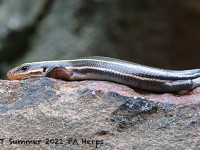 A10A0461Skink