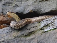 A10A0469Eastern_Garter_Snake