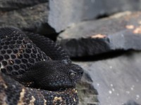 A10A0476Timber_Rattlesnake