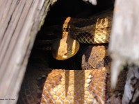 A10A0489Yellow-Phase_Timber_Rattlesnake