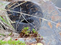 A10A0494Timber_Rattlesnake