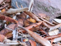 A10A0499Northern_Copperhead_Snake