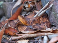 A10A0502Northern_Copperhead_Snake