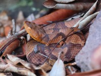 A10A0510Northern_Copperhead_Snake