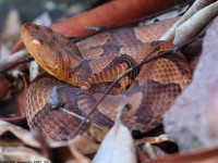 A10A0516Northern_Copperhead_Snake