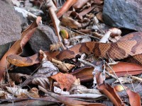 A10A0519Northern_Copperhead_Snake