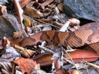 A10A0520Northern_Copperhead_Snake