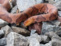 A10A0527Northern_Copperhead_Snake