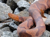 A10A0532Northern_Copperhead_Snake