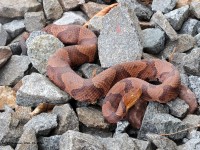 A10A0536Northern_Copperhead_Snake