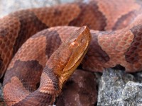 A10A0543Northern_Copperhead_Snake