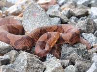 A10A0545Northern_Copperhead_Snake