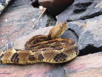 A10A0565Yellow_Phase_Timber_Rattlesnake