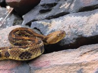 A10A0567Yellow_Phase_Timber_Rattlesnake