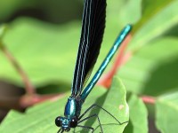 A10A9877Ebony_Jewelwing