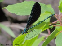 A10A9883Ebony_jewelwing