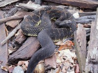 A10A9917Timber_Rattlesnake