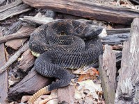 A10A9924Timber_Rattlesnake