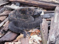 A10A9935Timber_Rattlesnake