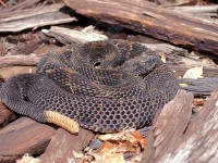 A10A9949Timber_Rattlesnake1