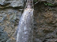 A10A9972Dobsonfly