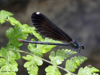 A10A9974Female_Ebony_Jewelwing