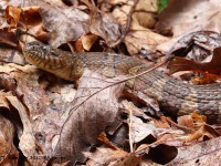 A10A9983Northern_Watersnake